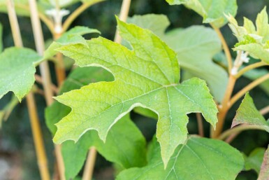 Hydrangea quercifolia C20 60-80