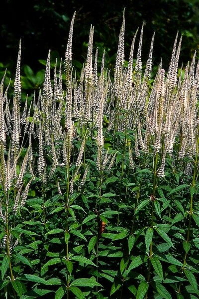 Veronicastrum virginicum 'Pink Glow'