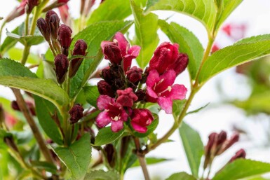 Weigela 'Bristol Ruby' C10 80-100