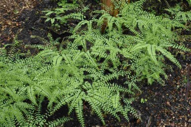 Venushaar Adiantum pedatum 5-10 pot P9 Adiantum pedatum