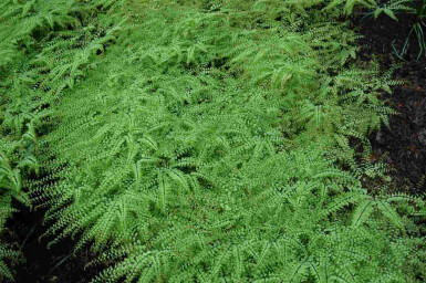 Venushaar Adiantum pedatum 5-10 pot P9 Adiantum pedatum