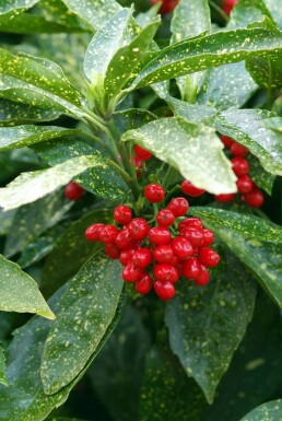 Aucuba japonica 'Variegata'