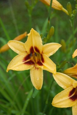 Daglelie Hemerocallis 'Bonanza' 5-10 pot P9 Hemerocallis 'Bonanza'