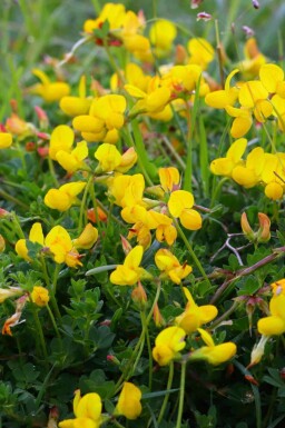Gewone rolklaver Lotus corniculatus 5-10 pot P9 Lotus corniculatus