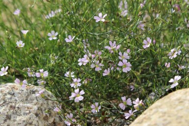 Steenanjer Petrorhagia saxifraga 5-10 pot P9 Petrorhagia saxifraga