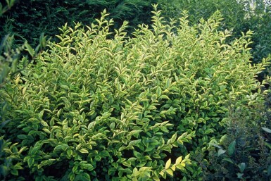 Ligustrum ovalifolium 'Aureum'