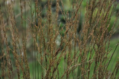 Molinia caerulea 'Heidebraut