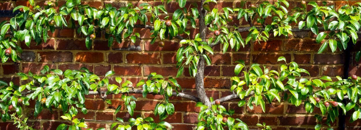 Leiboom planten