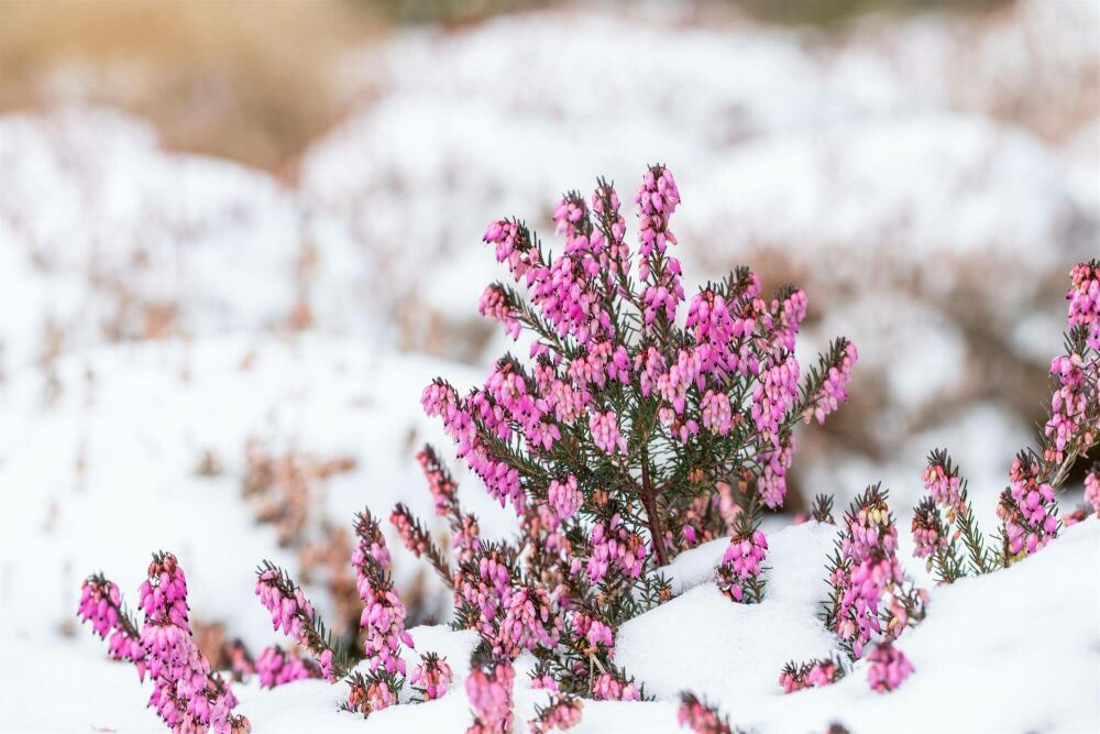 Zomerse kleuren tijdens de winterperiode