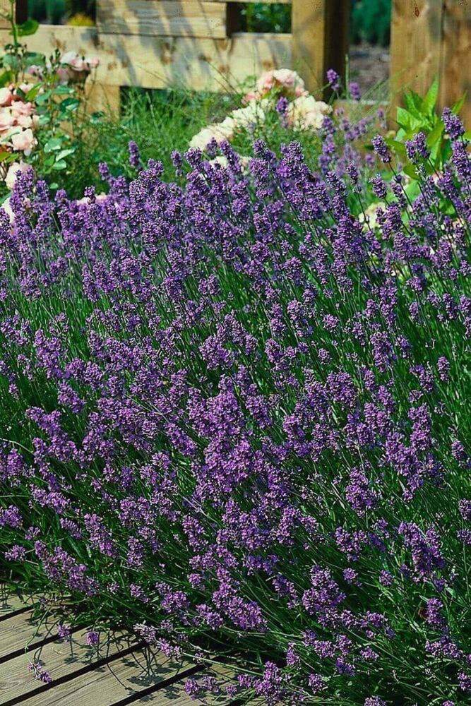 Het tuinseizoen start nu: Tijd om je tuin tot leven te wekken!