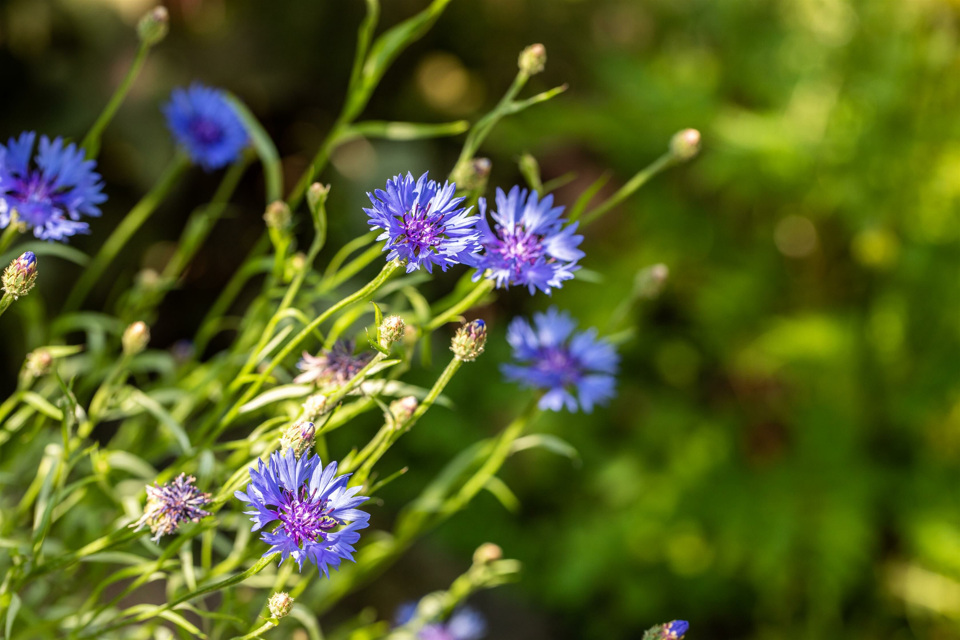 Waarom inheemse planten onmisbaar zijn voor een duurzame tuin