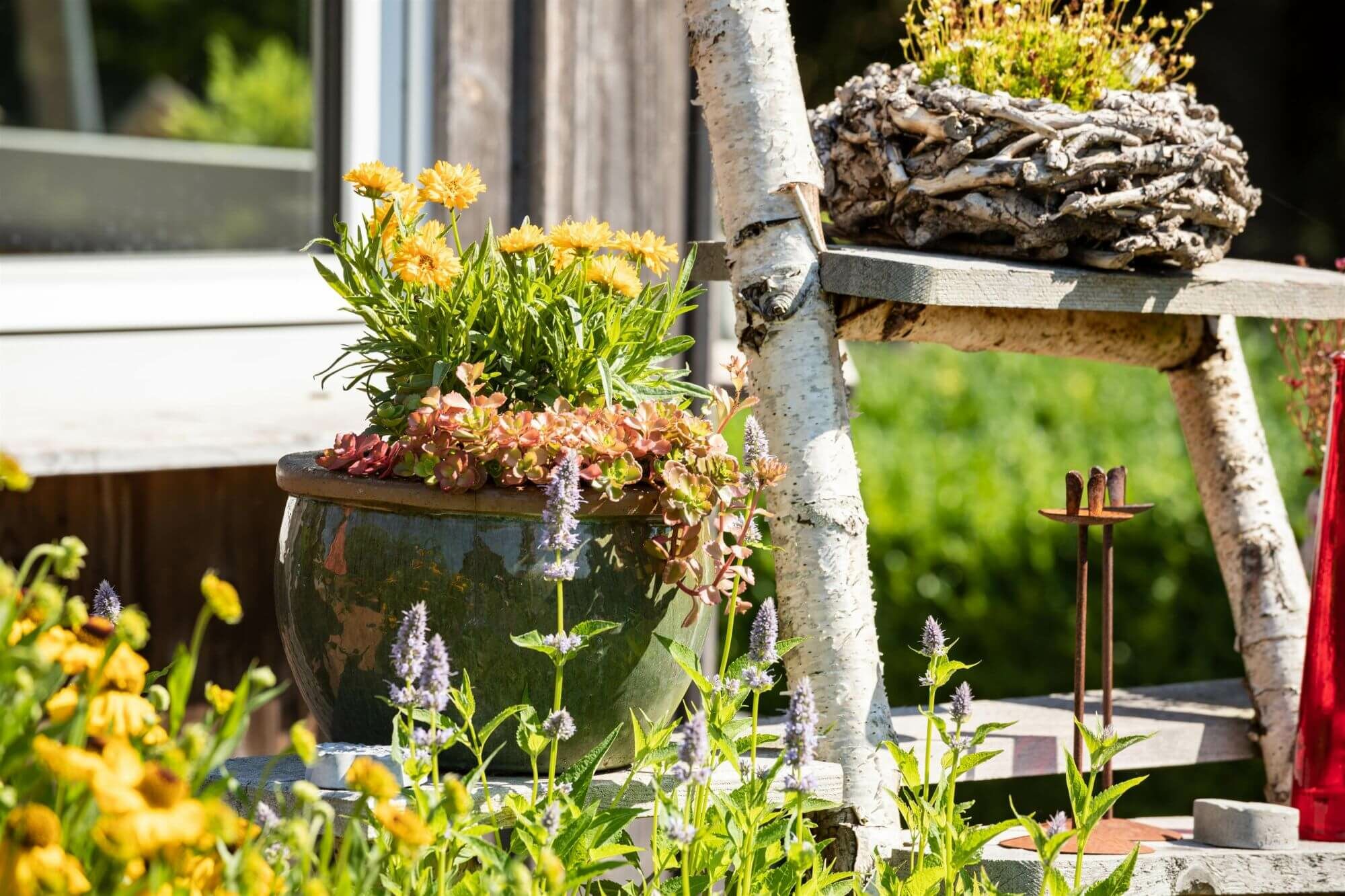 Stappenplan voor het aanplanten van terras- en balkonplanten en Mediterrane planten in pot