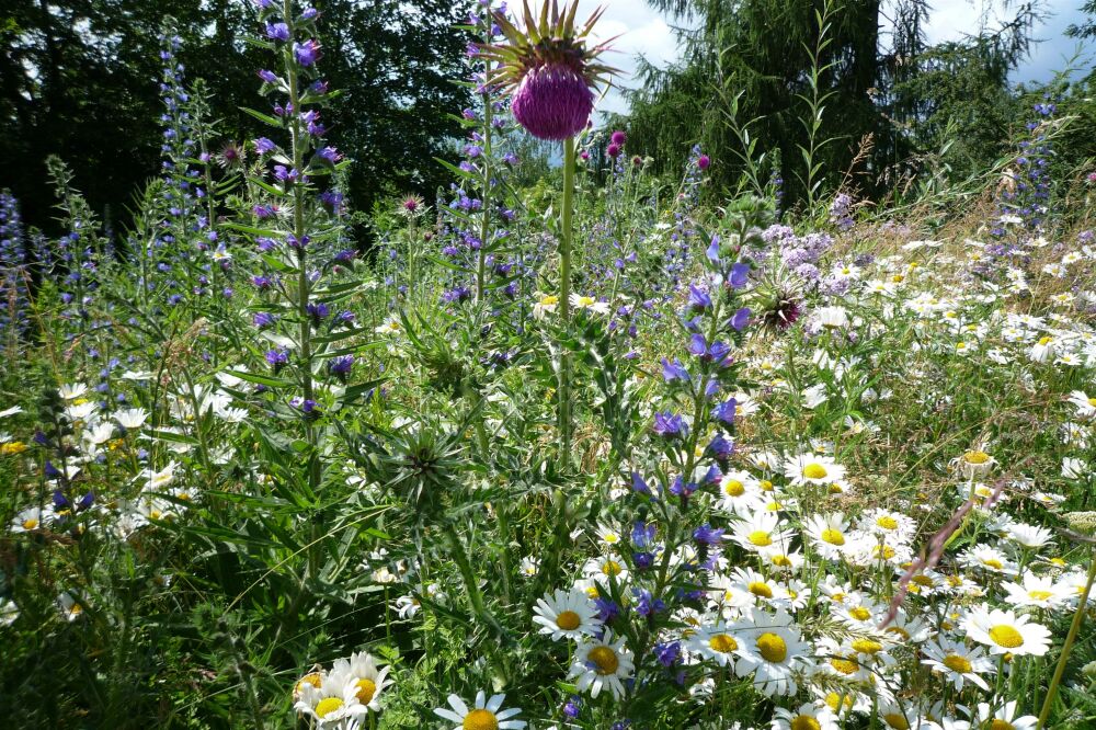 Waarom inheemse planten onmisbaar zijn voor een duurzame tuin