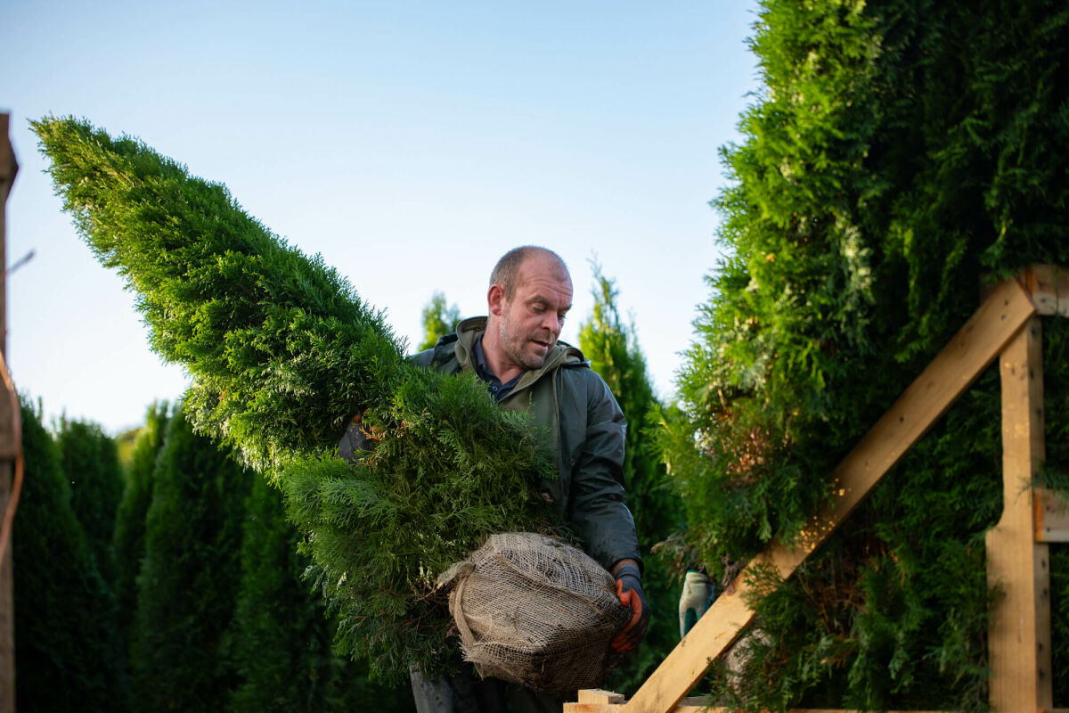 Haagplanten: Een Groene Oplossing